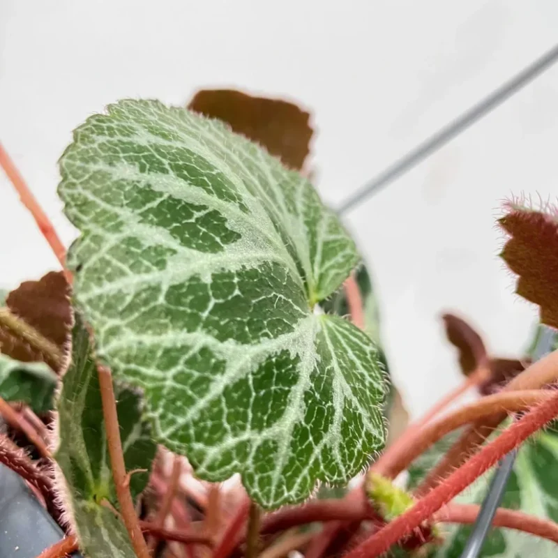 senecio peregrinus string of dolphins 12cm pot senecio peregrinus string of dolphins 12cm pot