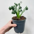 senecio peregrinus string of dolphins 12cm pot