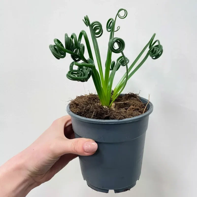 senecio peregrinus string of dolphins 12cm pot senecio peregrinus string of dolphins 12cm pot