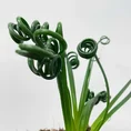 senecio peregrinus string of dolphins 12cm pot