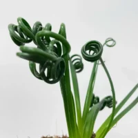 senecio peregrinus string of dolphins 12cm pot