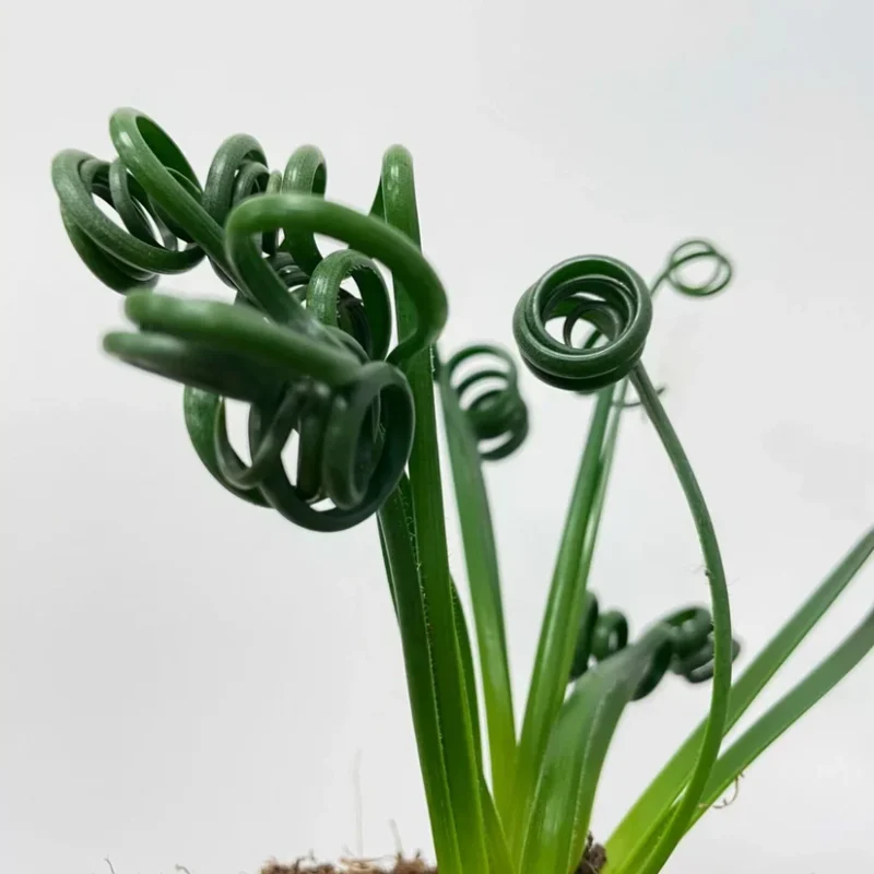 senecio peregrinus string of dolphins 12cm pot senecio peregrinus string of dolphins 12cm pot