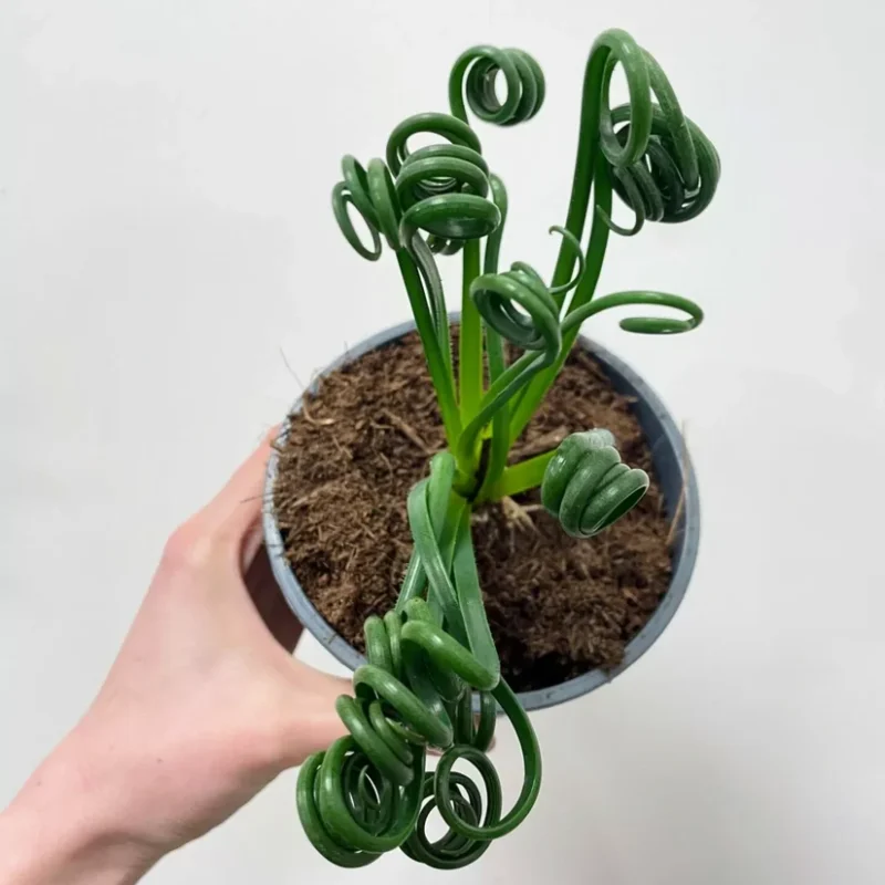 senecio peregrinus string of dolphins 12cm pot senecio peregrinus string of dolphins 12cm pot