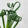 senecio peregrinus string of dolphins 12cm pot