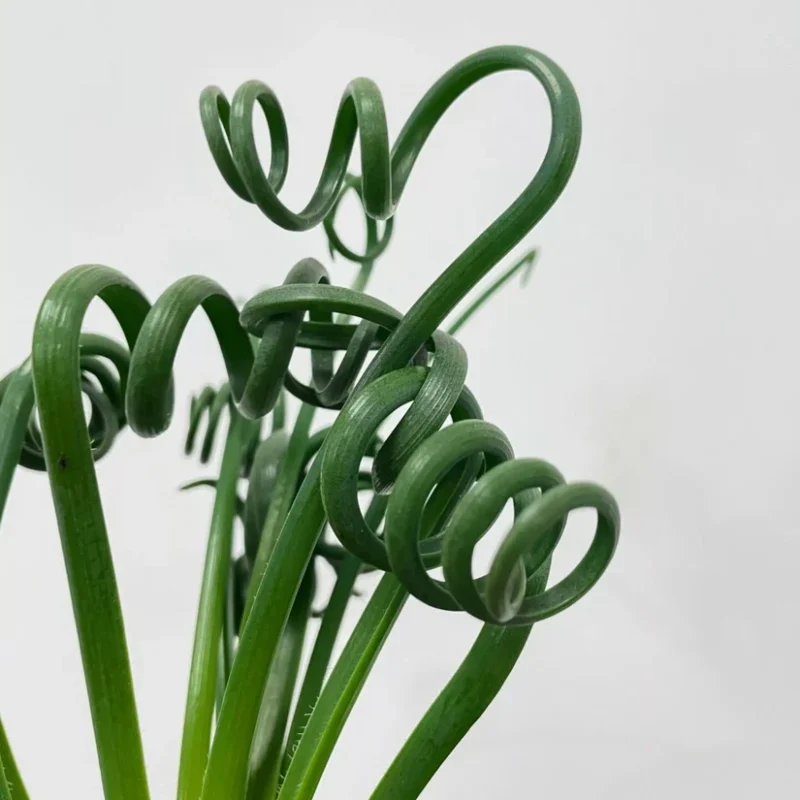 senecio peregrinus string of dolphins 12cm pot senecio peregrinus string of dolphins 12cm pot