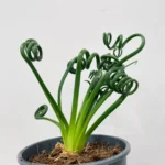 Corkscrew Albuca Frizzie-Sizzle Spiralis Succulent 12cm pot