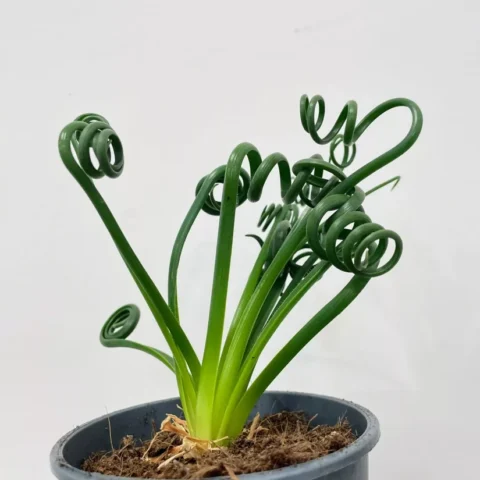 senecio peregrinus string of dolphins 12cm pot