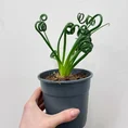 senecio peregrinus string of dolphins 12cm pot