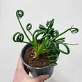 senecio peregrinus string of dolphins 12cm pot