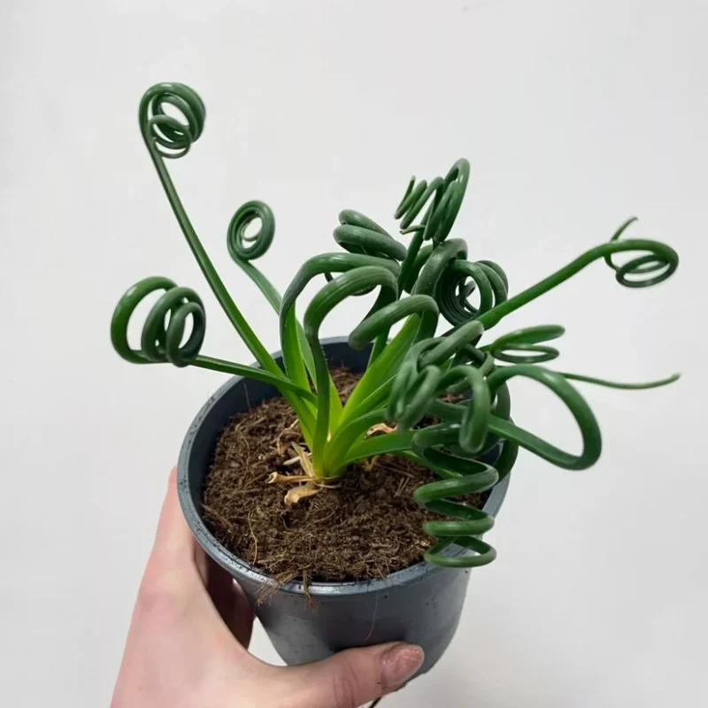 senecio peregrinus string of dolphins 12cm pot senecio peregrinus string of dolphins 12cm pot