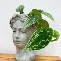 senecio peregrinus string of dolphins 12cm pot