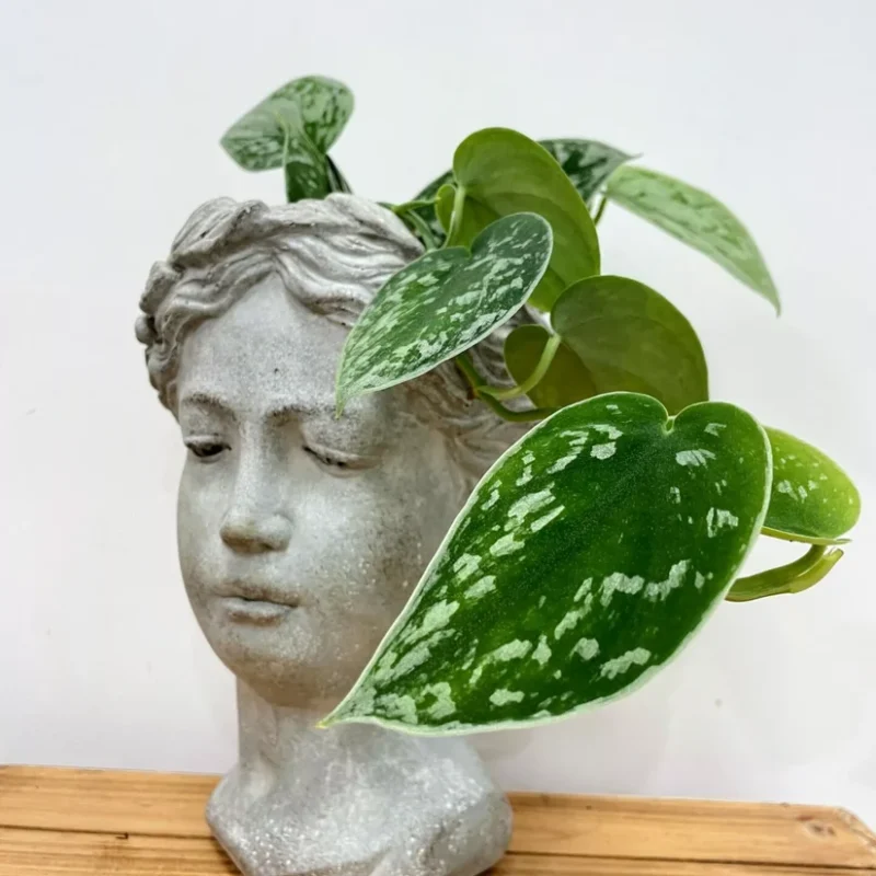 senecio peregrinus string of dolphins 12cm pot senecio peregrinus string of dolphins 12cm pot