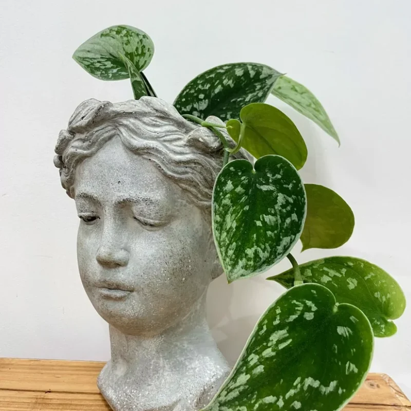 senecio peregrinus string of dolphins 12cm pot senecio peregrinus string of dolphins 12cm pot