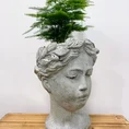senecio peregrinus string of dolphins 12cm pot