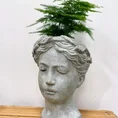 senecio peregrinus string of dolphins 12cm pot