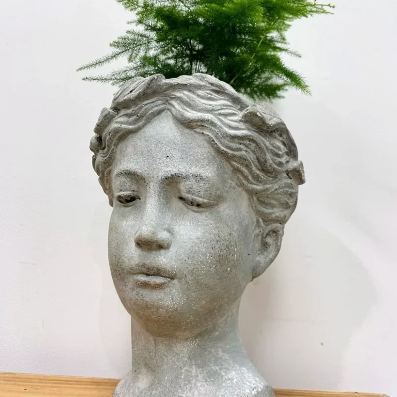 senecio peregrinus string of dolphins 12cm pot senecio peregrinus string of dolphins 12cm pot