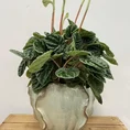 senecio peregrinus string of dolphins 12cm pot