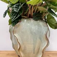 senecio peregrinus string of dolphins 12cm pot