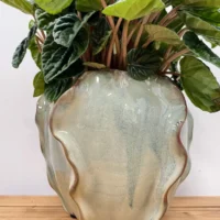senecio peregrinus string of dolphins 12cm pot