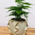 senecio peregrinus string of dolphins 12cm pot