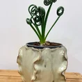 senecio peregrinus string of dolphins 12cm pot
