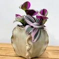 senecio peregrinus string of dolphins 12cm pot