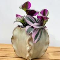 senecio peregrinus string of dolphins 12cm pot
