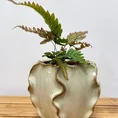 senecio peregrinus string of dolphins 12cm pot