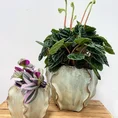 senecio peregrinus string of dolphins 12cm pot