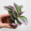 senecio peregrinus string of dolphins 12cm pot