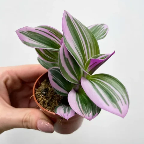 senecio peregrinus string of dolphins 12cm pot