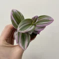senecio peregrinus string of dolphins 12cm pot