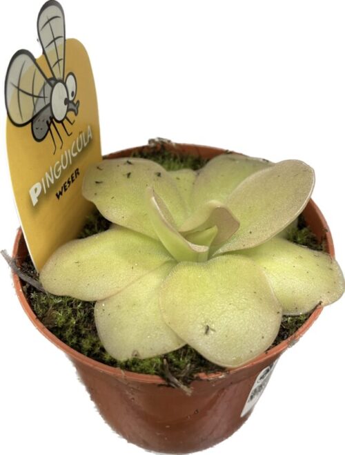 carnivorous butterwort pinguicula weser 8cm pot