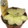carnivorous butterwort pinguicula weser 8cm pot