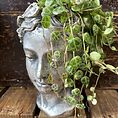 head planter leaves crown for 7cm pots