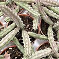 stapelia divaricata starfish flower succulent 8.5cm pot (copy)