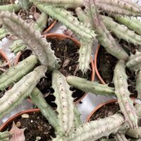 stapelia divaricata starfish flower succulent 8.5cm pot (copy)