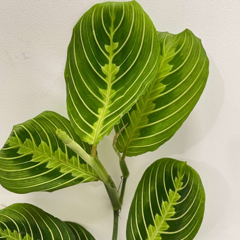 stapelia divaricata starfish flower succulent 8.5cm pot (copy) stapelia divaricata starfish flower succulent 8.5cm pot (copy)