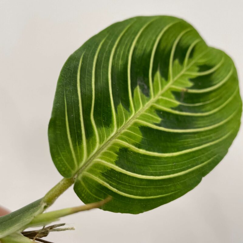 stapelia divaricata starfish flower succulent 8.5cm pot (copy) stapelia divaricata starfish flower succulent 8.5cm pot (copy)