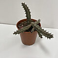 stapelia divaricata starfish flower succulent 8.5cm pot (copy)