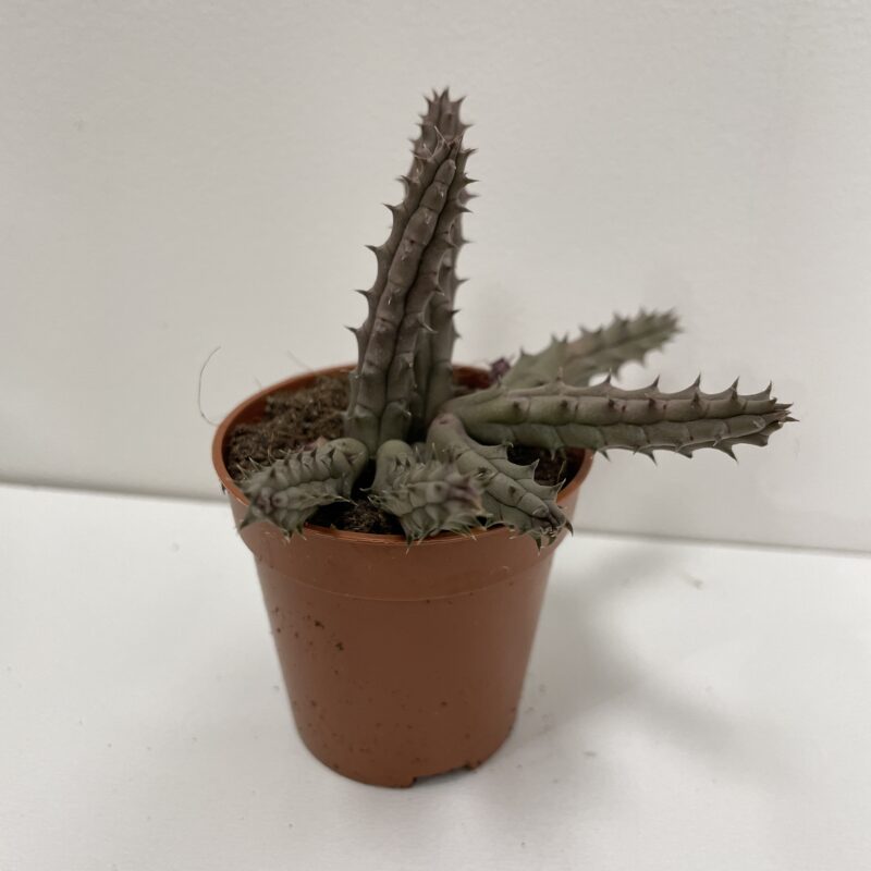 stapelia divaricata starfish flower succulent 8.5cm pot (copy) stapelia divaricata starfish flower succulent 8.5cm pot (copy)