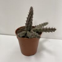 stapelia divaricata starfish flower succulent 8.5cm pot (copy)