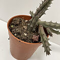 stapelia divaricata starfish flower succulent 8.5cm pot (copy)