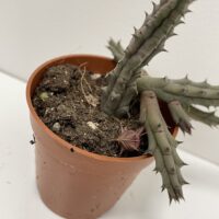 stapelia divaricata starfish flower succulent 8.5cm pot (copy)