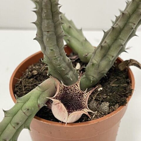 stapelia divaricata starfish flower succulent 8.5cm pot (copy)