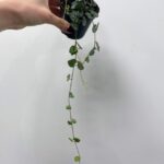 String of Hearts Ceropegia Woodii 8cm pot