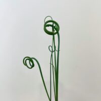 corkscrew albuca frizzie sizzle spiralis succulent 5cm pot
