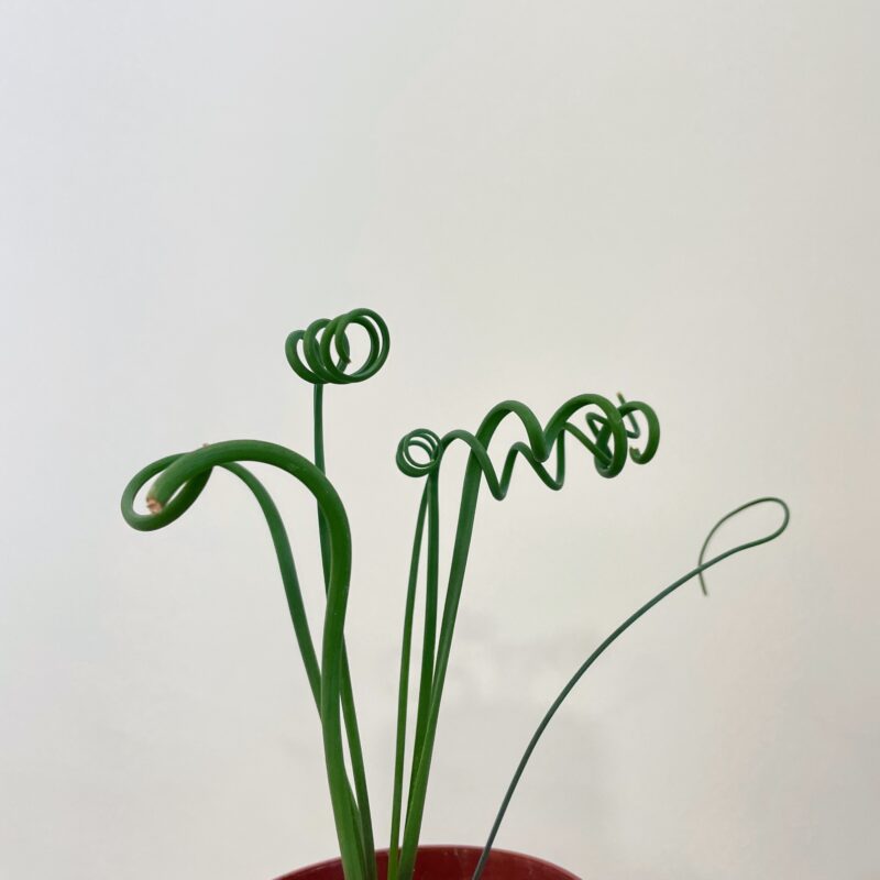 corkscrew albuca frizzie sizzle spiralis succulent 5cm pot corkscrew albuca frizzie sizzle spiralis succulent 5cm pot