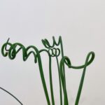 Corkscrew Albuca Frizzie-Sizzle Spiralis Succulent 5cm pot