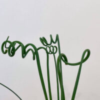 corkscrew albuca frizzie sizzle spiralis succulent 5cm pot